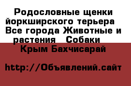 Родословные щенки йоркширского терьера - Все города Животные и растения » Собаки   . Крым,Бахчисарай